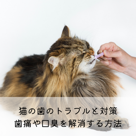 猫の歯のトラブルと対策：歯痛や口臭を解消する方法