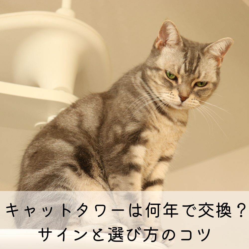 キャットタワーは何年で交換？サインと選び方のコツ