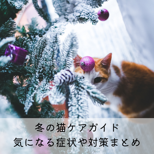 冬の猫ケアガイド｜気になる症状や対策まとめ