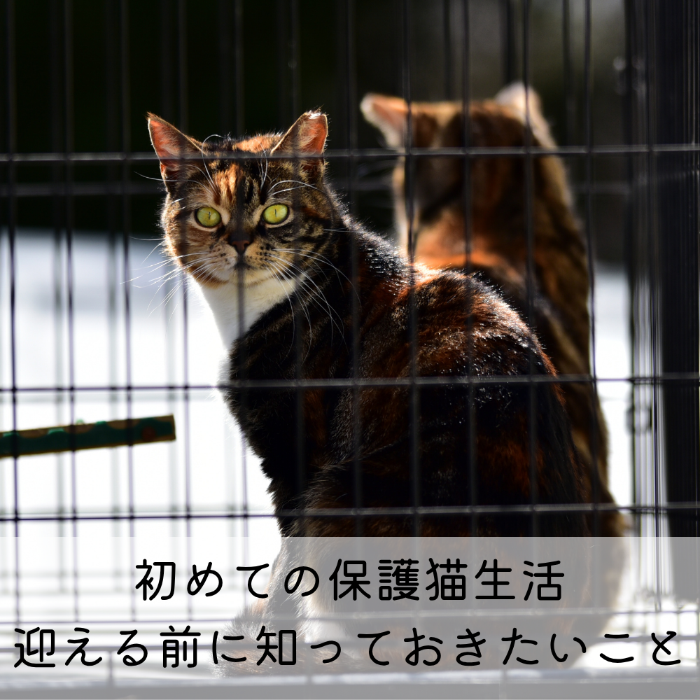 初めての保護猫生活、迎える前に知っておきたいこと