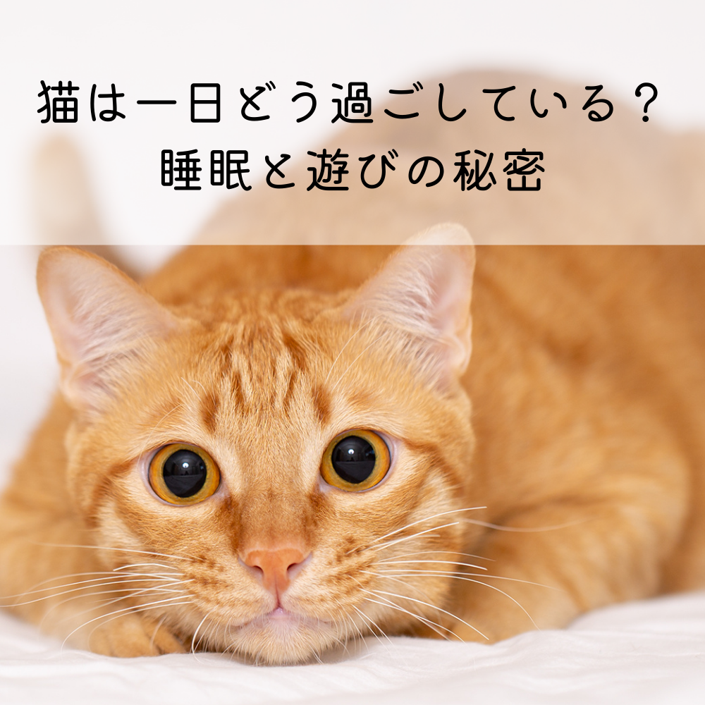 猫は一日どう過ごしている？睡眠と遊びの秘密
