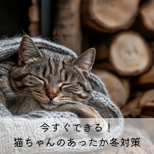 今すぐできる！猫のあったか冬対策