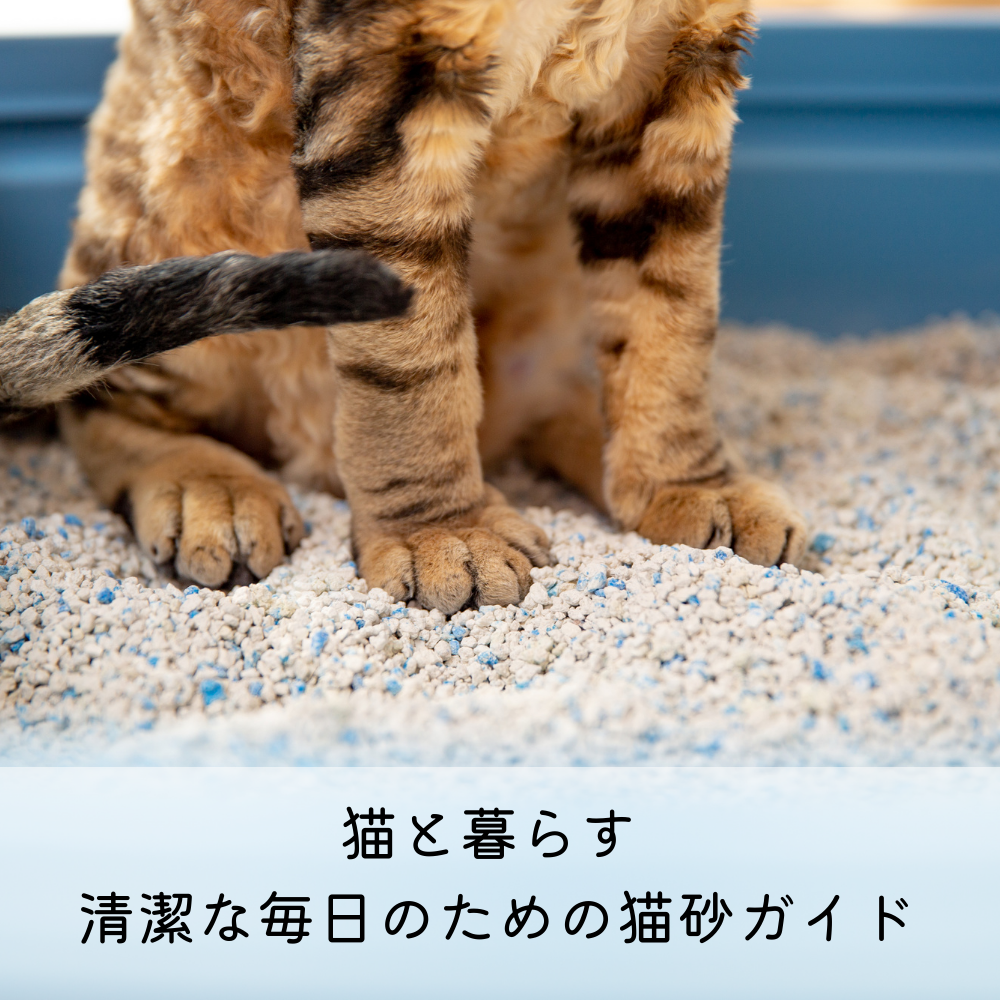 猫と暮らす 清潔な毎日のための猫砂ガイド