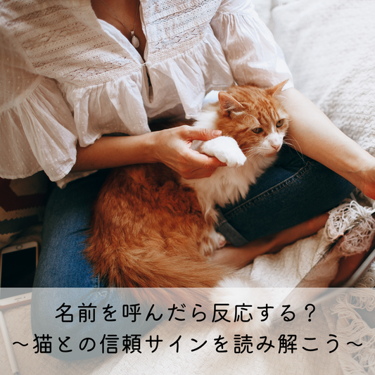 名前を呼んだら反応する？〜猫との信頼サインを読み解こう〜