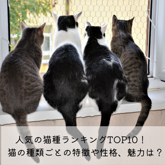 人気の猫種ランキングTOP10！　猫の種類ごとの特徴や性格、魅力は？