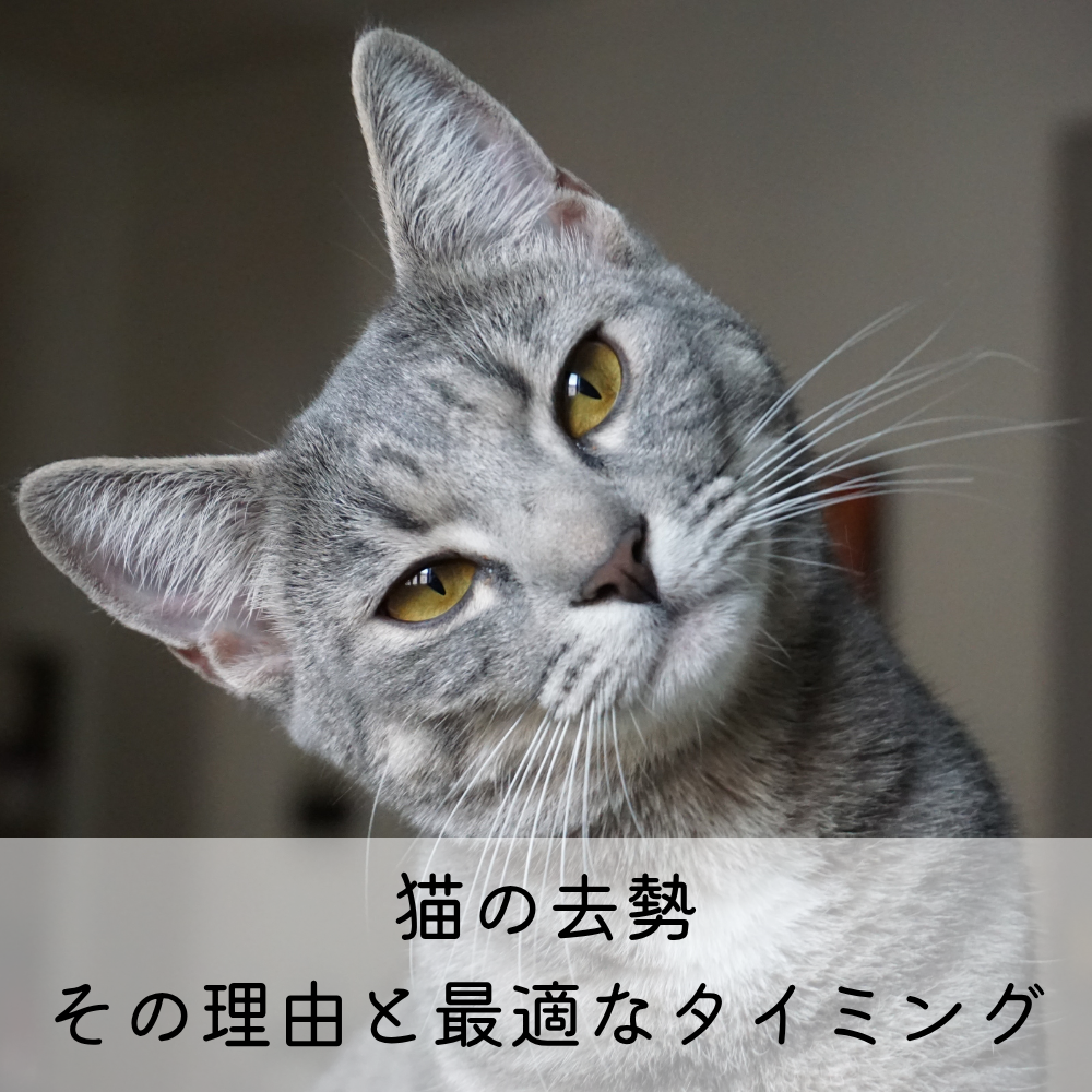 猫の去勢、その理由と最適なタイミング