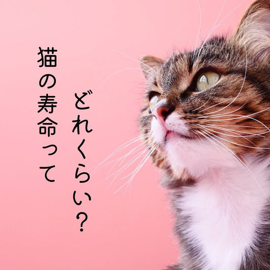 猫の寿命ってどれくらい？ 長生きしてもらうための対策について - MOFUCAT