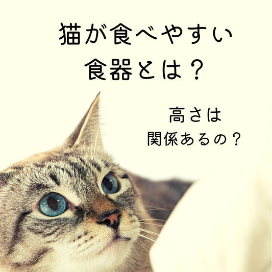 猫が食べやすい食器とは？猫の食器は陶器で食べやすい高さのものを選ぼう！ - MOFUCAT