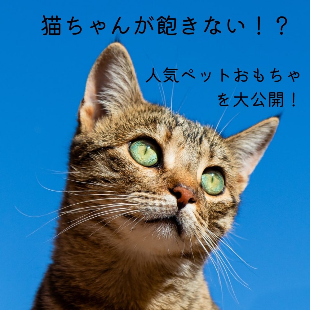 猫ちゃんが飽きない人気のペット玩具を大公開！ - MOFUCAT