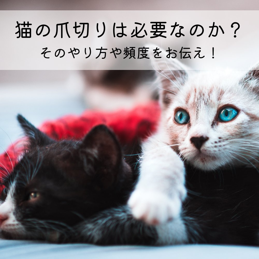 猫の爪切りは必要なのか？そのやり方や頻度をお伝え！ - MOFUCAT