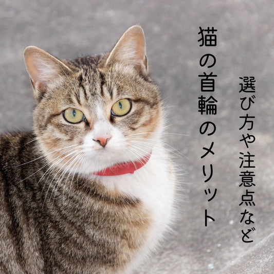 猫の首輪の用途やメリット、選び方や注意点など - MOFUCAT