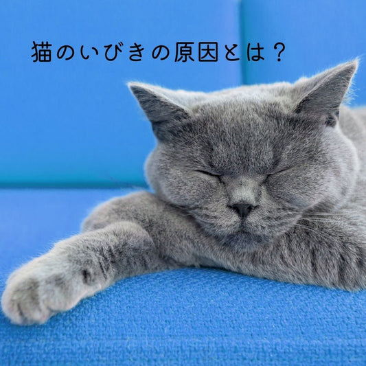 猫のいびきの原因とは？ - MOFUCAT