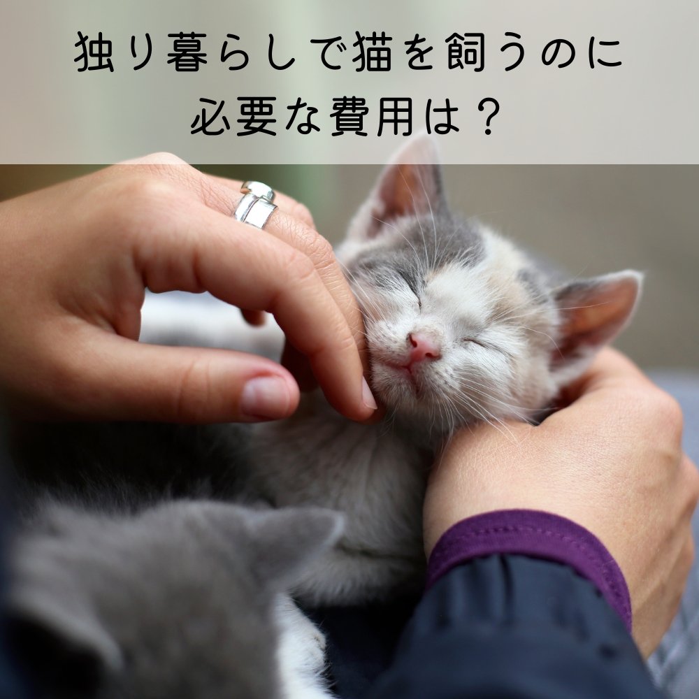 独り暮らしで猫を飼うのに必要な費用は? – MOFUCAT