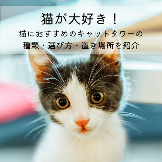 猫が大好き！猫におすすめのキャットタワーの種類・選び方・置き場所を紹介 - MOFUCAT