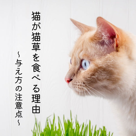 猫が猫草を食べる理由とは？ 与え方の注意点 - MOFUCAT