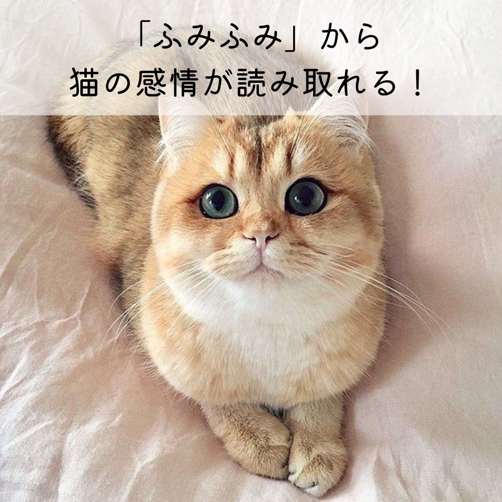 「ふみふみ」から猫の感情が読み取れる！ - MOFUCAT