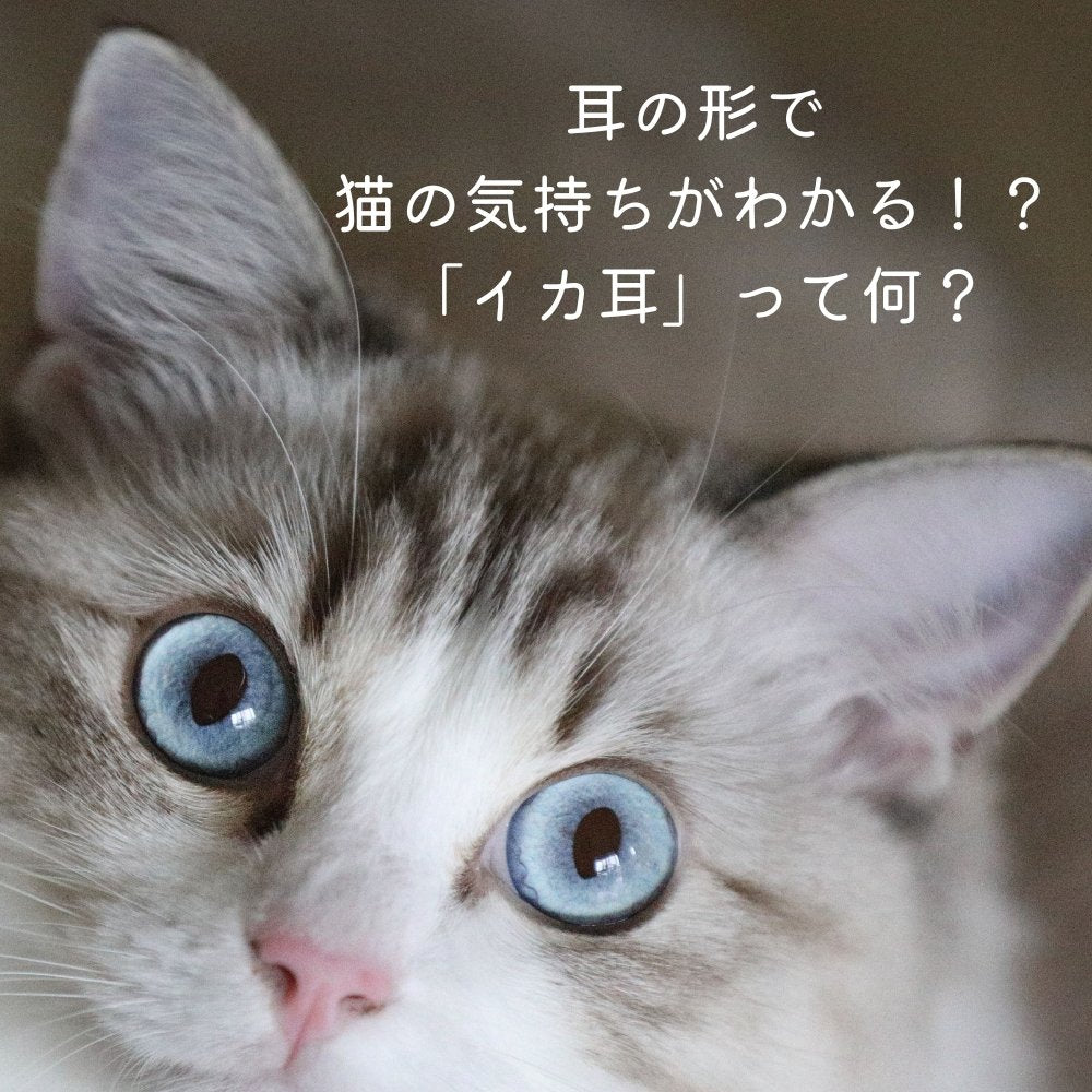 耳の形で猫の気持ちがわかる！？「イカ耳」って何？ - MOFUCAT