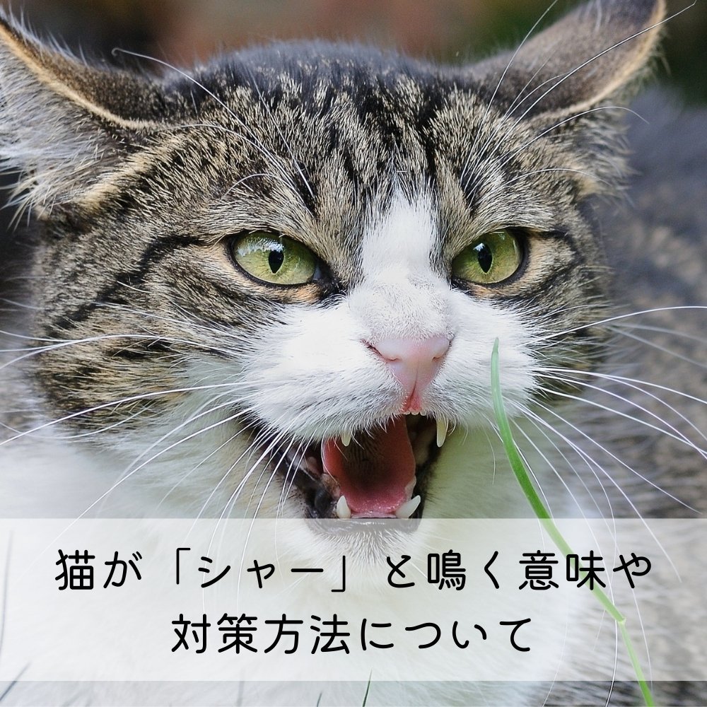 猫が「シャー」と鳴く意味や対策方法について - MOFUCAT