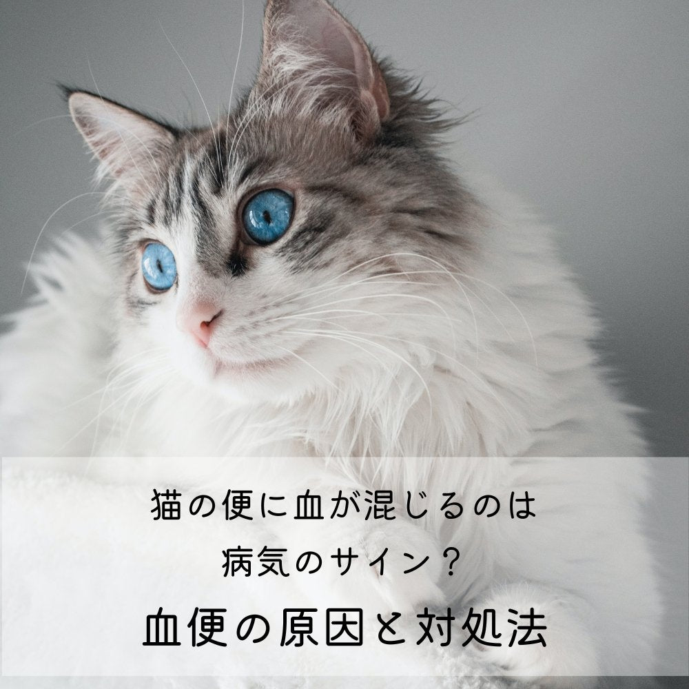 猫の便に血が混じるのは病気のサイン？血便の原因と対処法 - MOFUCAT