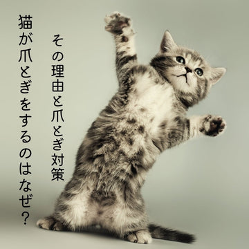 猫が爪とぎをするのはなぜ？その理由と爪とぎ対策 - MOFUCAT