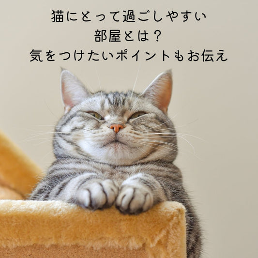 猫にとって過ごしやすい部屋とは？気をつけたいポイントもお伝え - MOFUCAT