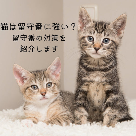 猫は留守番に強い？ 留守番の対策を紹介します - MOFUCAT