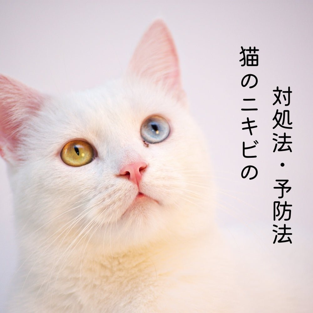 猫のニキビ～あご周りにできるブツブツの原因と対処法・予防法～ - MOFUCAT