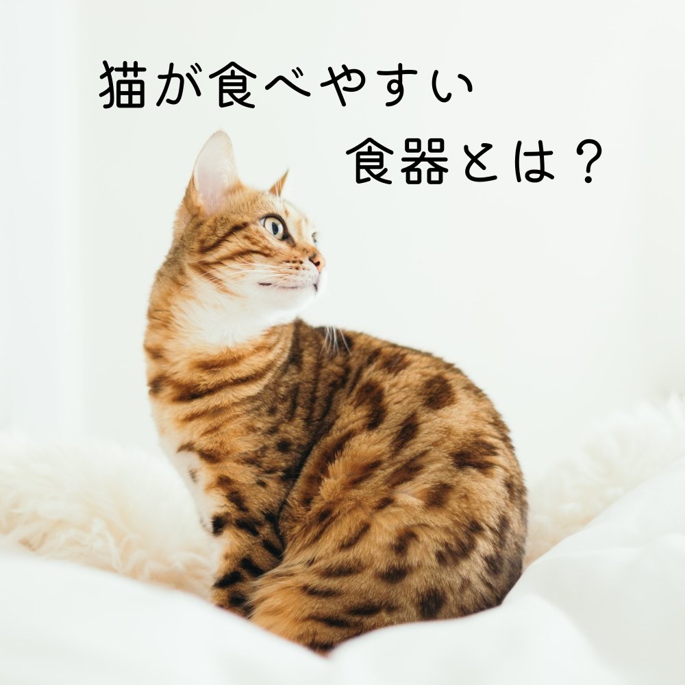 猫が食べやすい食器とは？ - MOFUCAT