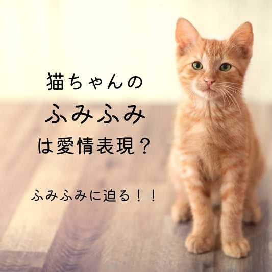 猫のふみふみは愛情表現？　猫のふみふみに迫る！ゴロゴロするときはどんなとき？ - MOFUCAT