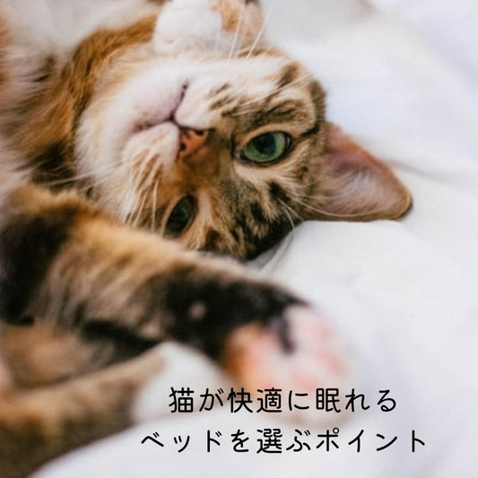 猫が快適に眠れるベッドを選ぶポイント - MOFUCAT