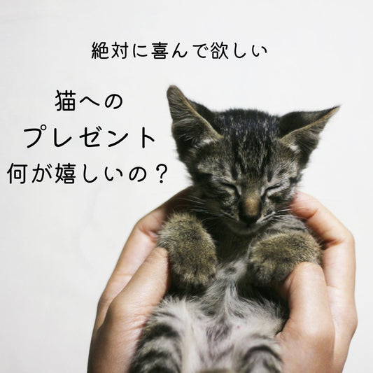 猫へのプレゼント、何をあげたら喜んでもらえる？ - MOFUCAT