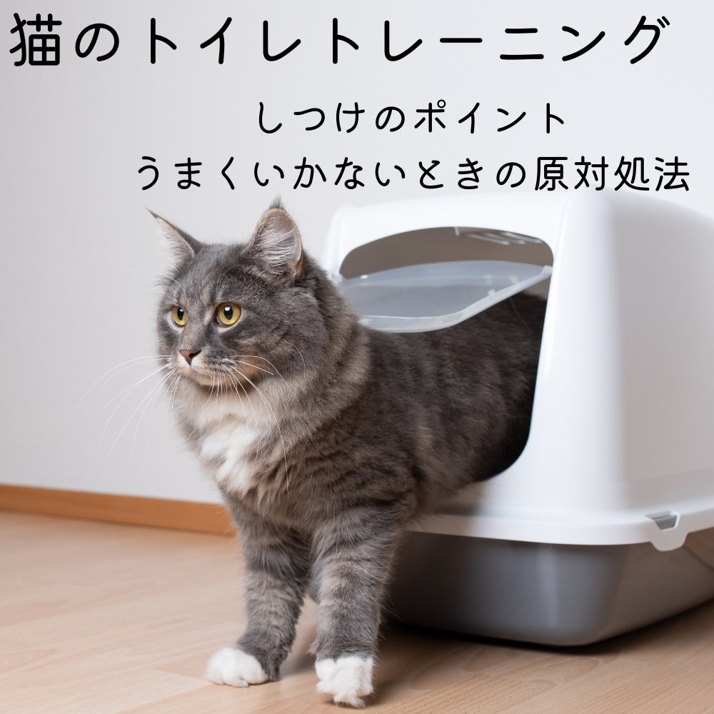 猫のトイレトレーニング～しつけのポイント、うまくいかないときの原因・対処法～ - MOFUCAT