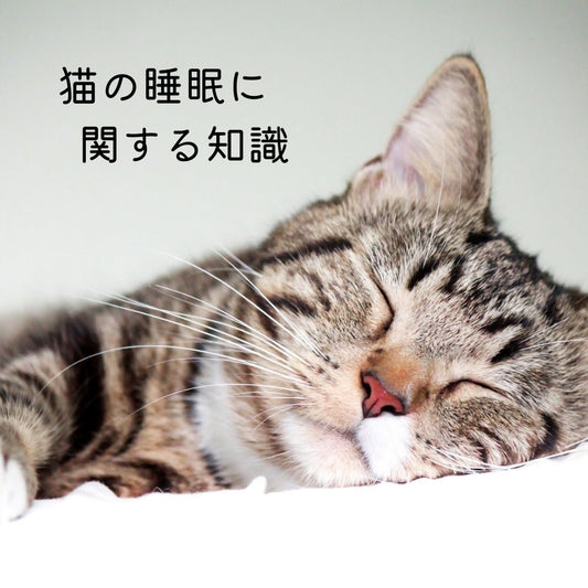 猫の睡眠に関する知識 - MOFUCAT