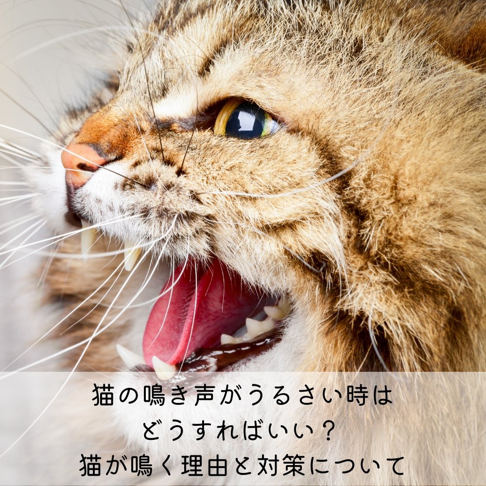 猫の鳴き声がうるさい時はどうすればいい？ 猫が鳴く理由と対策について - MOFUCAT