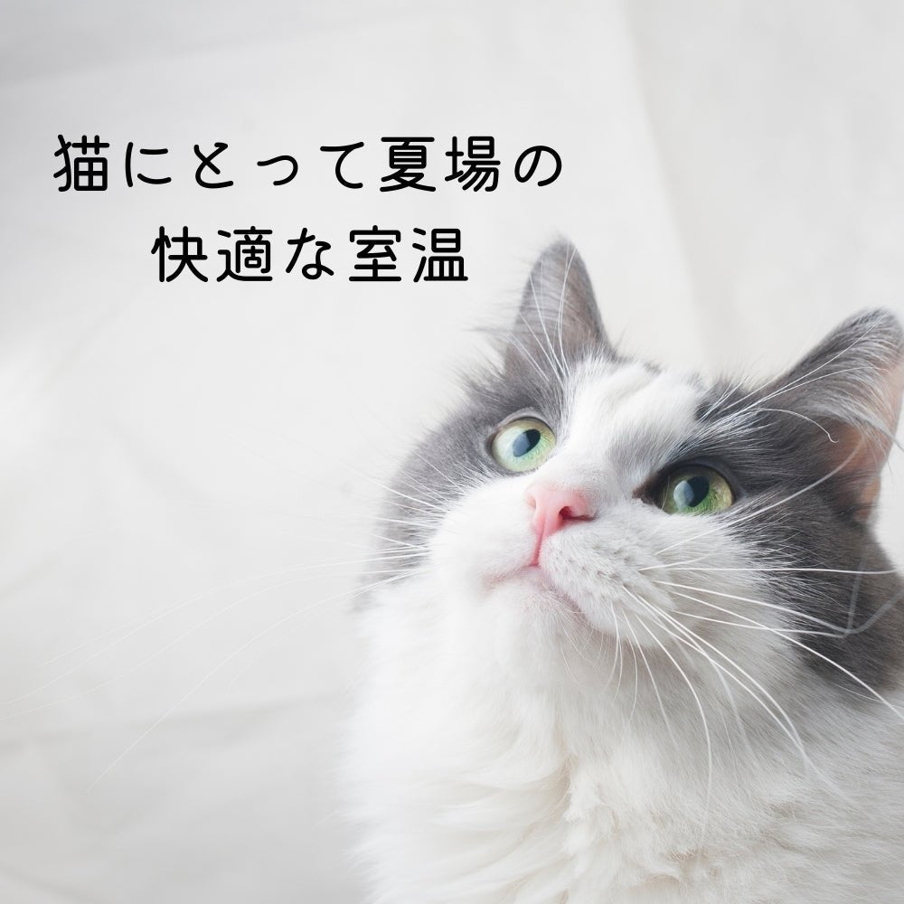 猫にとって夏場の快適な室温 - MOFUCAT