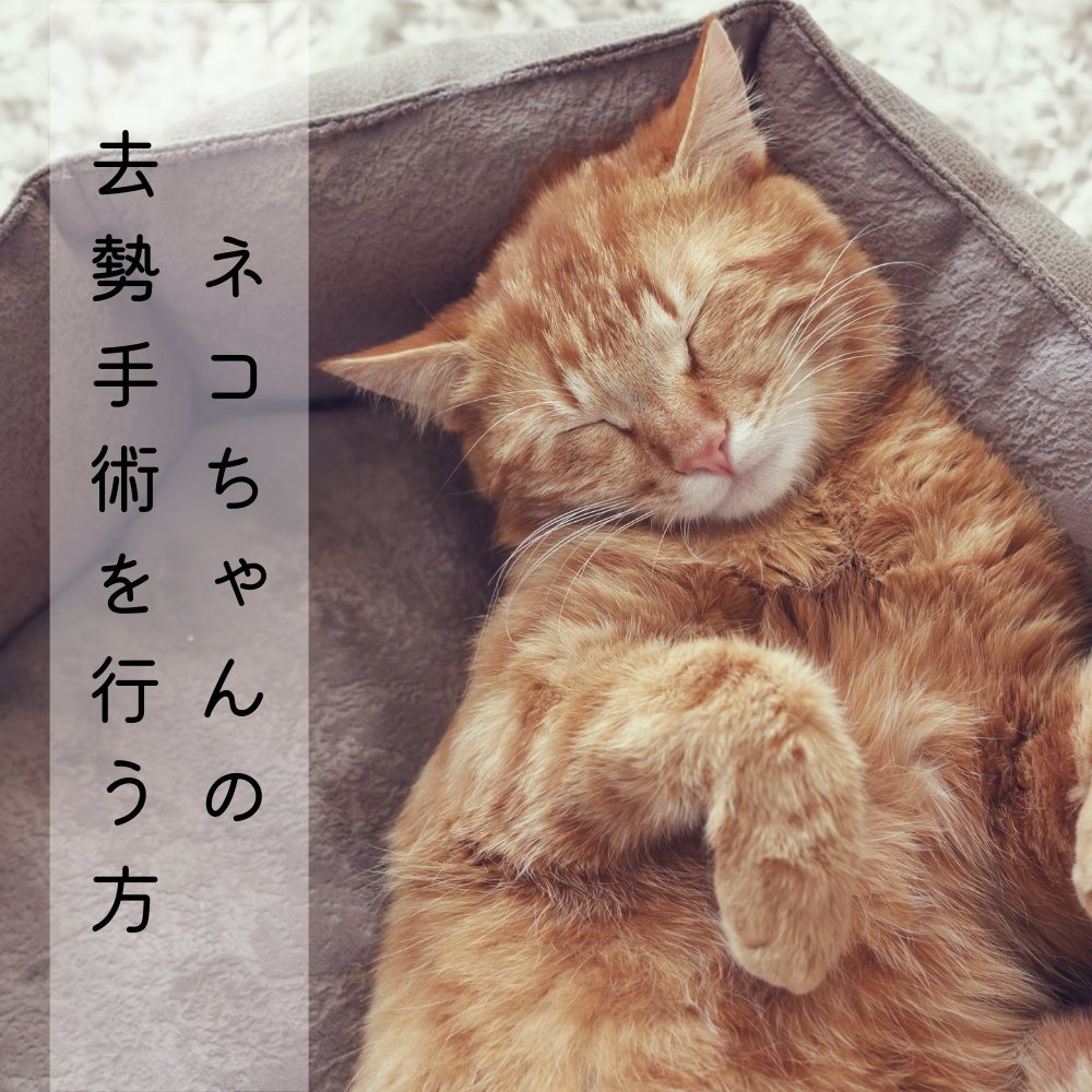 ネコちゃんの去勢手術を行う方 - MOFUCAT