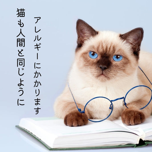 猫も人間と同じようにアレルギーにかかります - MOFUCAT