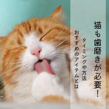 猫も歯磨きが必要！タイミングや方法、おすすめのアイテムとは - MOFUCAT