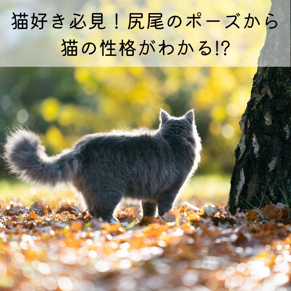 猫好き必見!尻尾のポーズから猫の性格がわかる!? – MOFUCAT