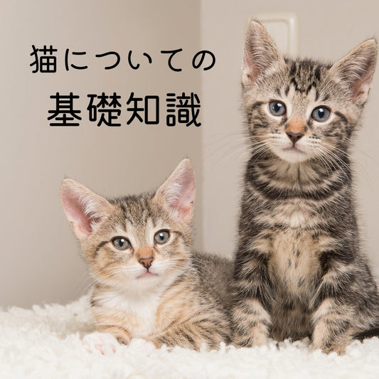 猫についての基礎知識 - MOFUCAT