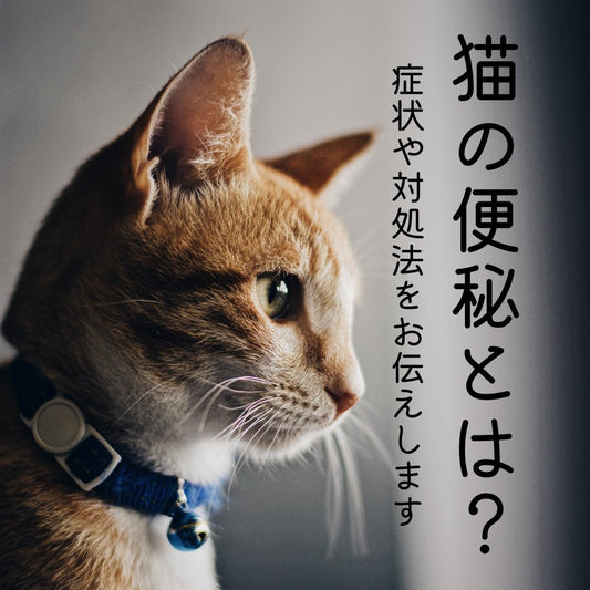 猫の便秘とは？症状や対処法をお伝えします - MOFUCAT