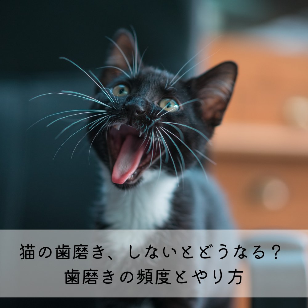 猫の歯磨き、しないとどうなる？ 歯磨きの頻度とやり方 - MOFUCAT