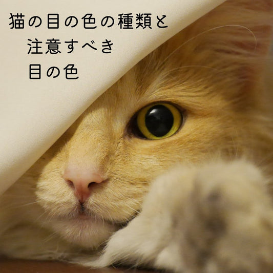 猫の目の色の種類と、 注意すべき目の色 - MOFUCAT