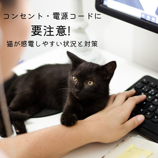 コンセント・電源コードに要注意! 猫が感電しやすい状況と対策 - MOFUCAT