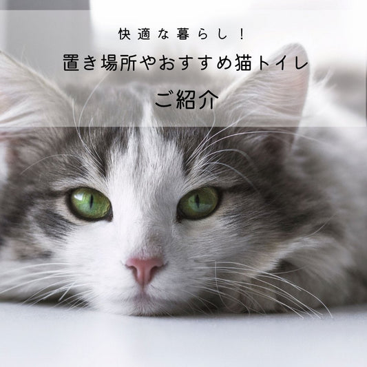 猫トイレで猫も人も快適な暮らし！置き場所やおすすめ猫トイレをご紹介 - MOFUCAT