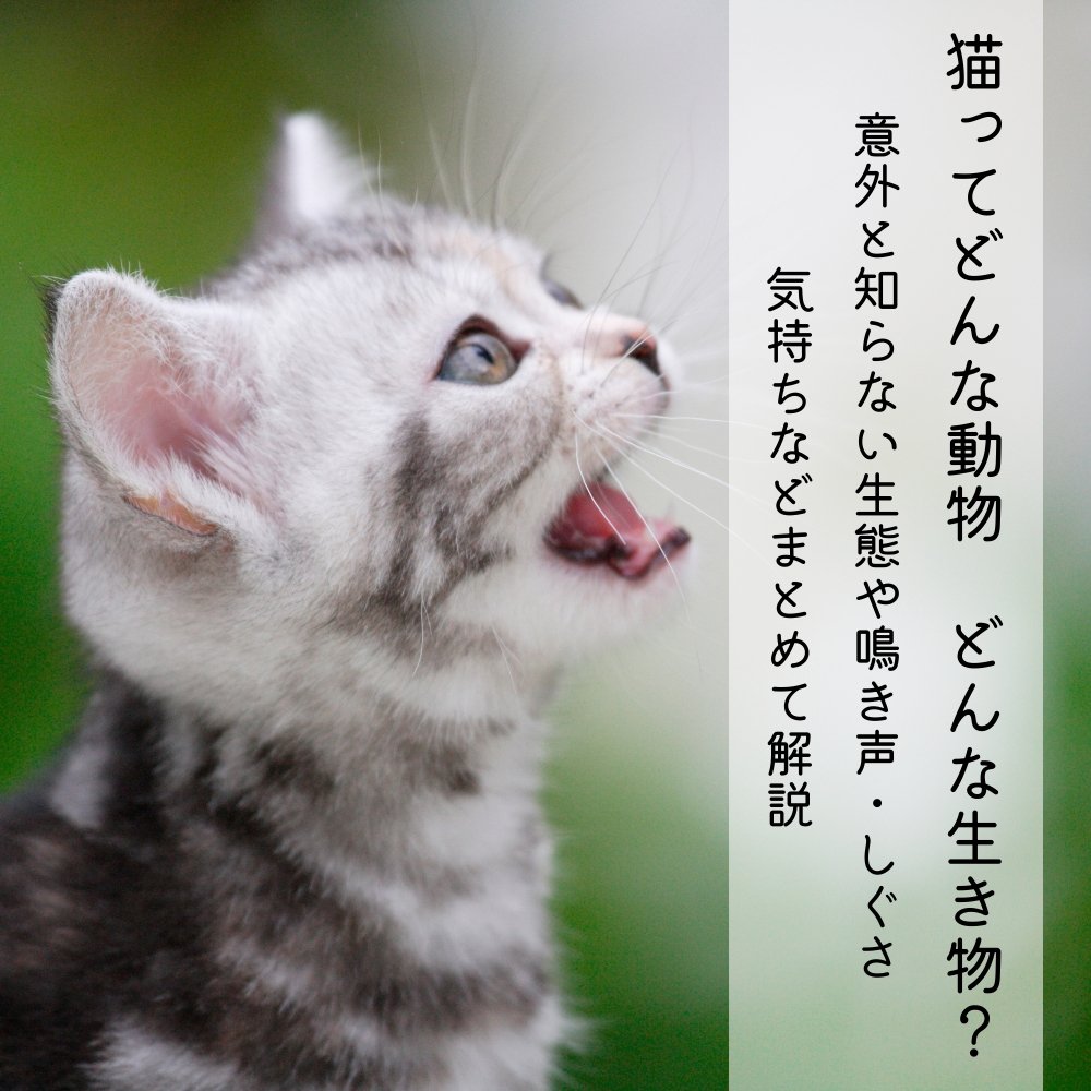 猫ってどんな動物　猫ってどんな生き物？意外と知らない生態や鳴き声・しぐさ・気持ちなどまとめて解説 - MOFUCAT