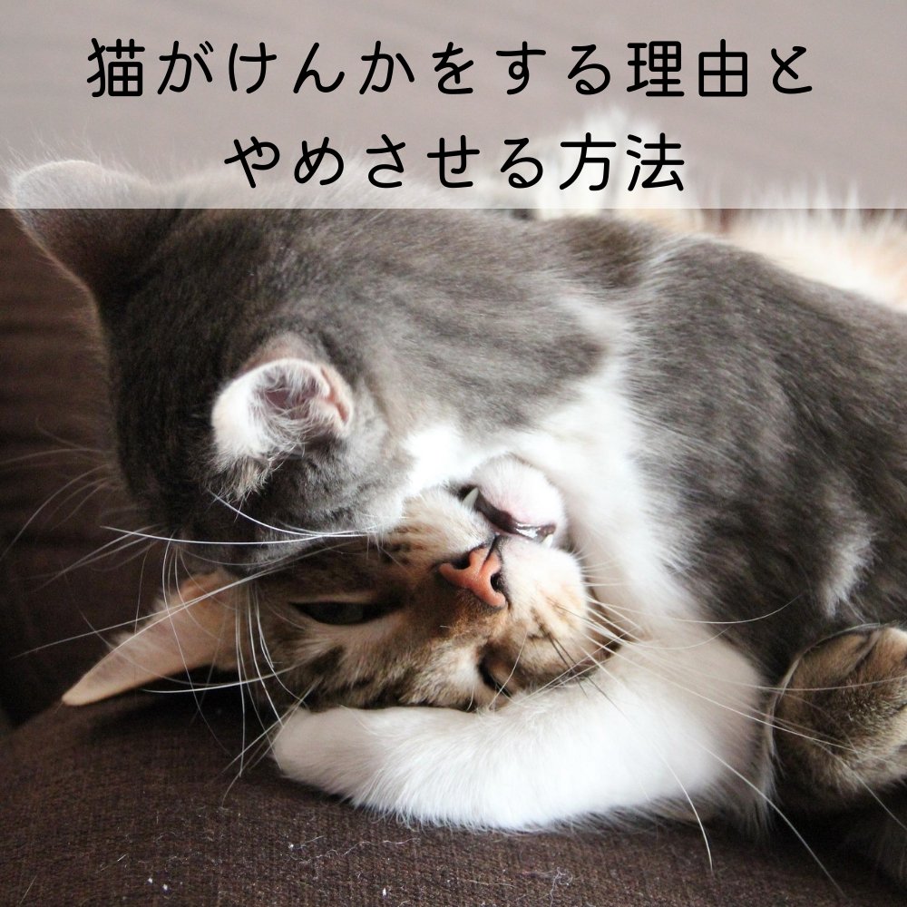 猫がけんかをする理由とやめさせる方法 - MOFUCAT