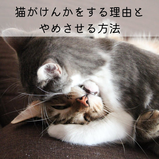 猫がけんかをする理由とやめさせる方法 - MOFUCAT