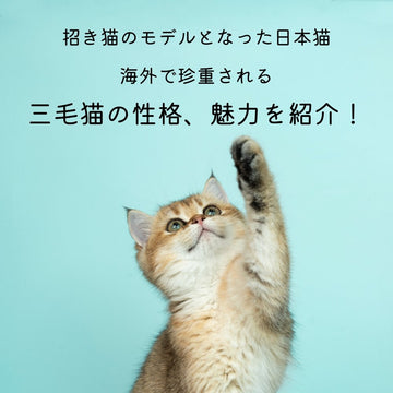 招き猫のモデルとなった日本猫。海外で珍重される三毛猫の性格、魅力を紹介！ - MOFUCAT