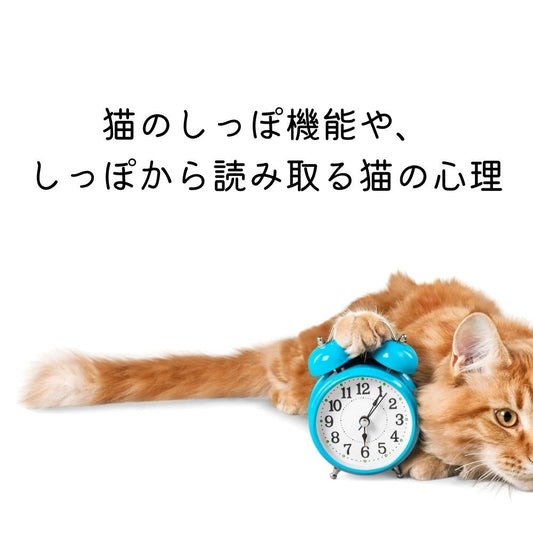 猫のしっぽの機能や、 しっぽから読み取る猫の心理 - MOFUCAT